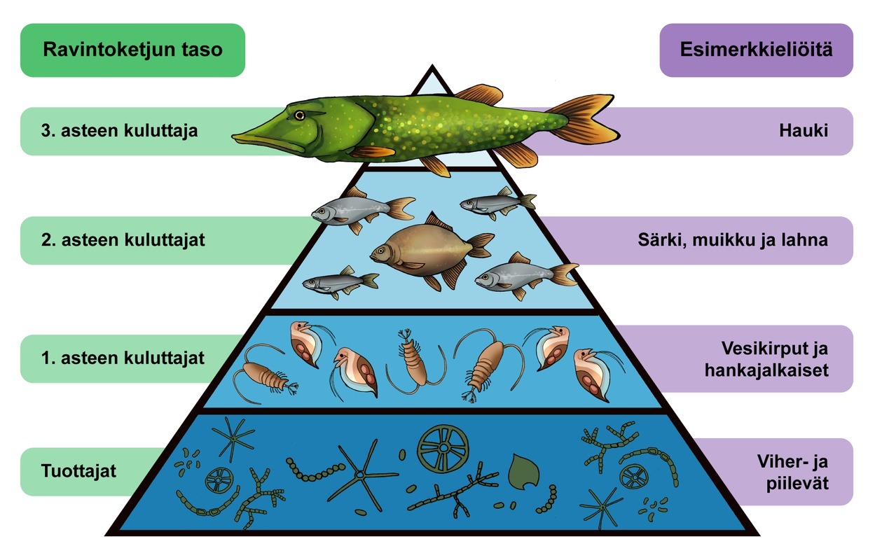 Ravintopyramidi.