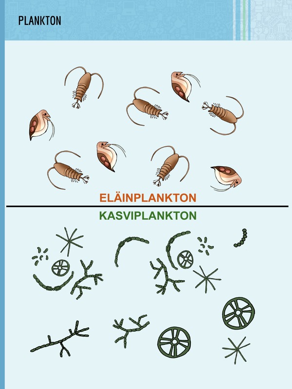 Kasviplankton ja eläinplankton kuuluvat planktoniin.