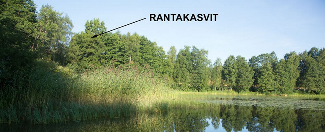 Rantakasvit