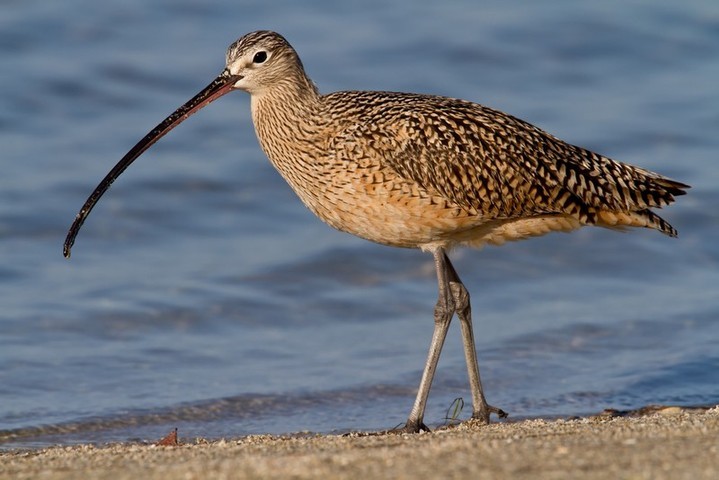 Kuovi (Numenius arquata)
