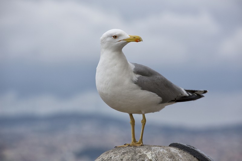 Harmaalokki (Larus argentatus)