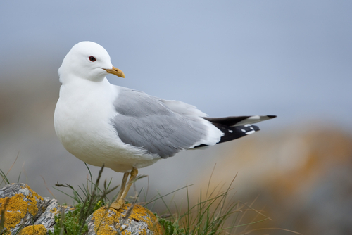 bi_7_linnut_kalalokki_shutterstock_59147413.jpg