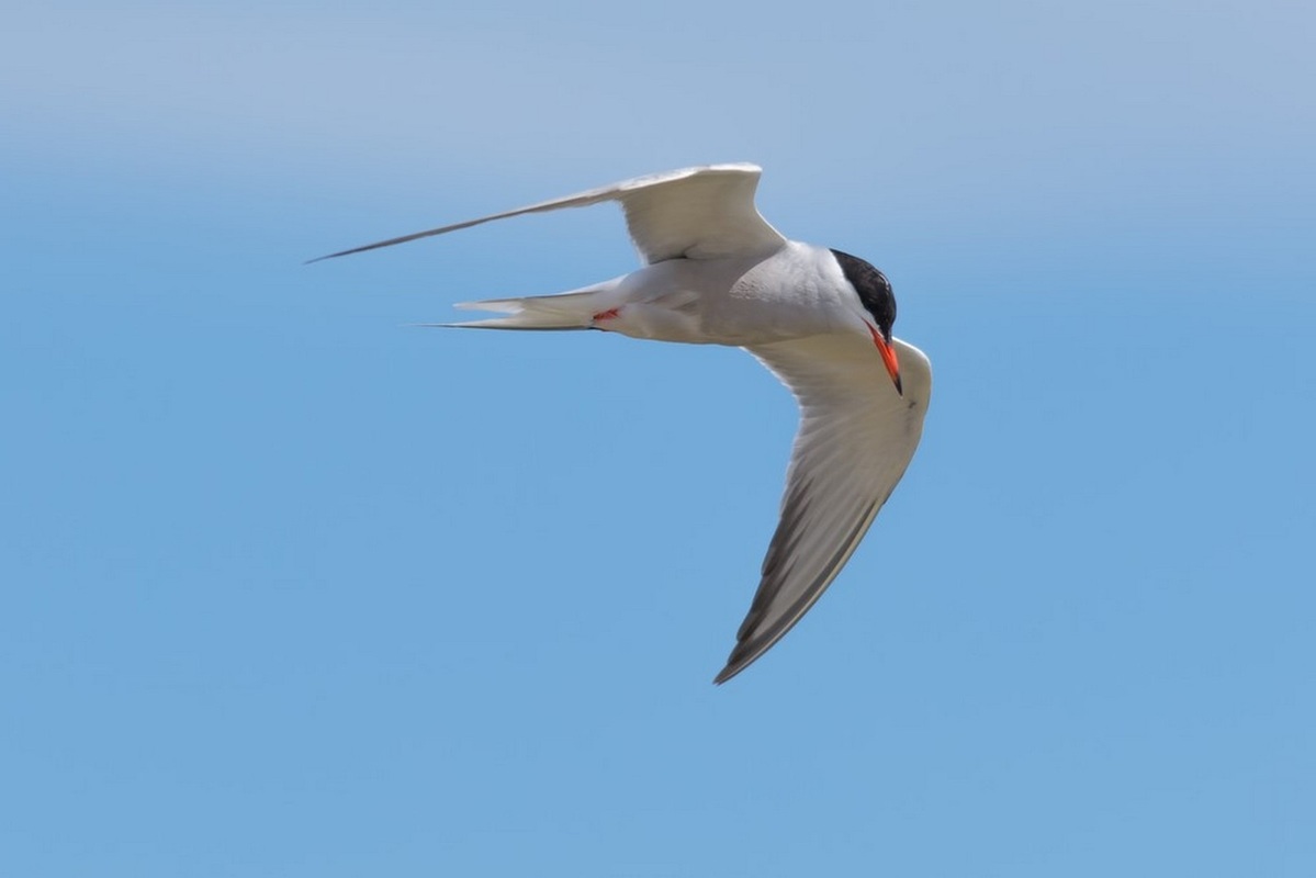 Kalatiira (Sterna hirundo)