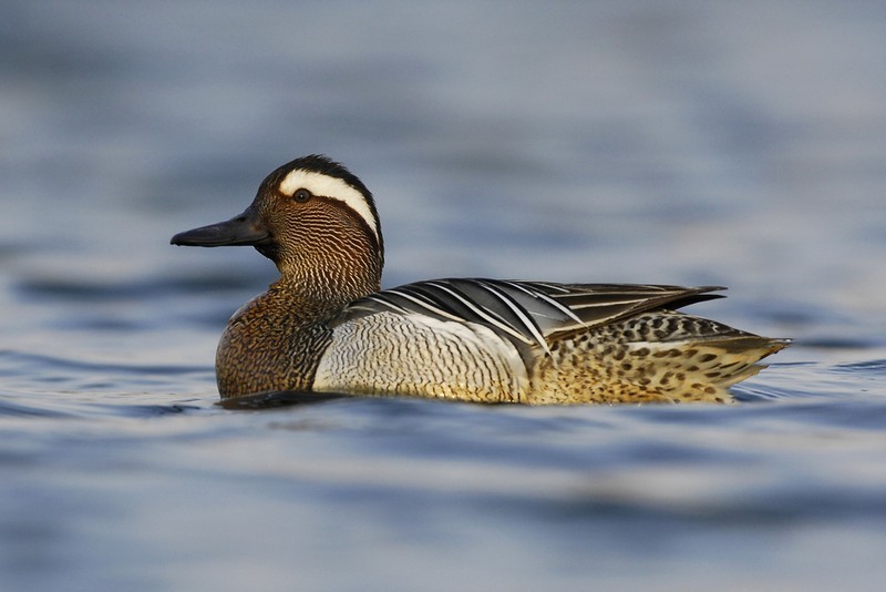 linnut_heinatavi_shutterstock_122553382_peda.jpg