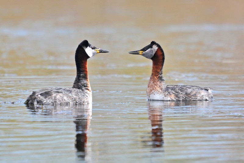 Härkälintu (Podiceps grisegena)