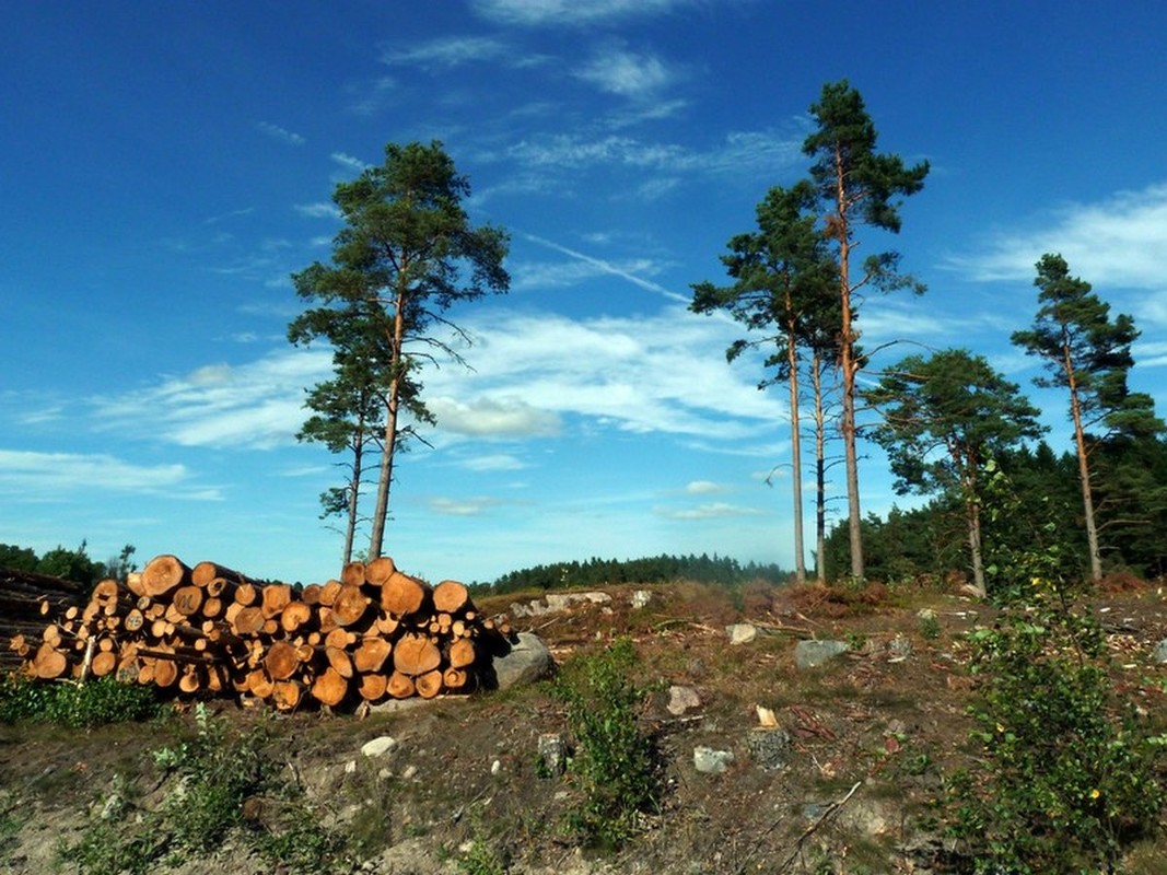 Metsästä on kaadettu puita. Aukealle on jätetty siemenpuita tuottamaan siemeniä.