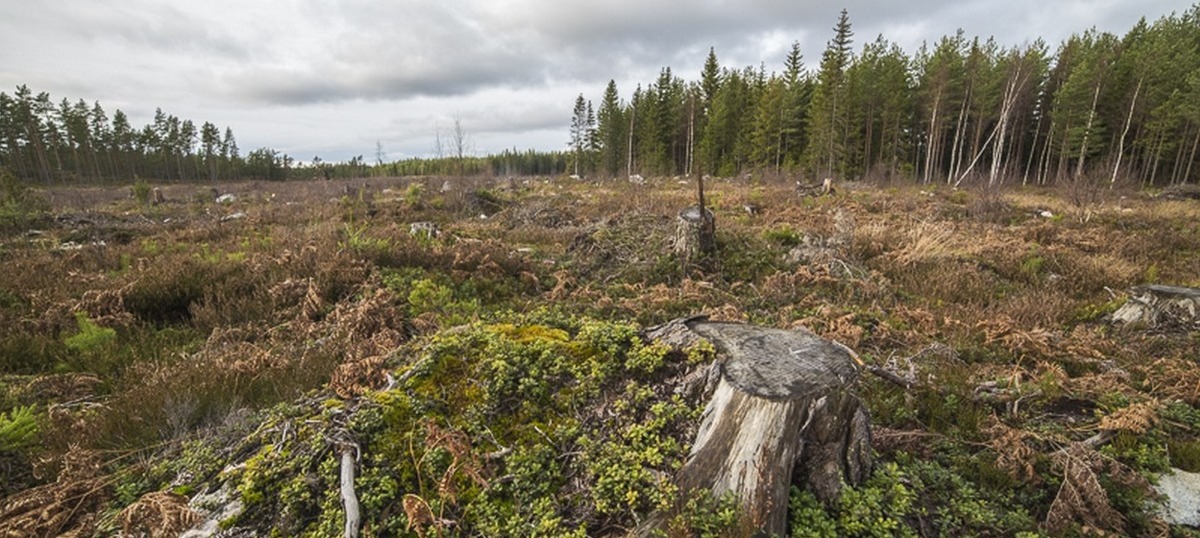 Metsien hoidossa tulee huomioida uhanalaiset lajit. Laajat metsien avohakkuut vaikuttavat monien metsälajien elinvoimaisuuteen negatiivisesti.