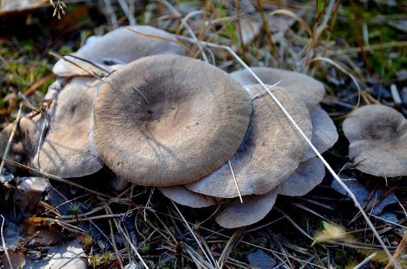 Kangaspalsamirousku.jpg