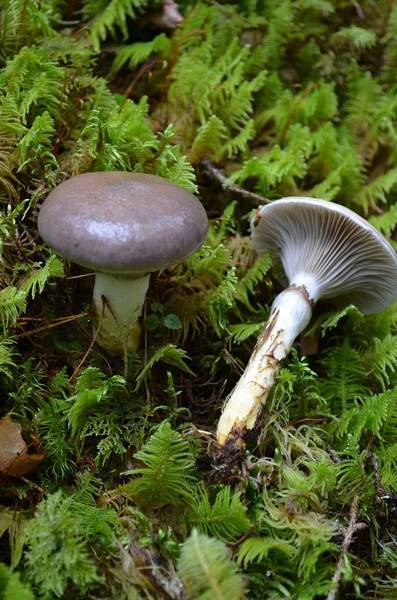Limanuljaska. Limanuljaskalla on johteiset heltat ja violetinharmaa pinta. Huomaa sulkasammalet sienten ympärillä.