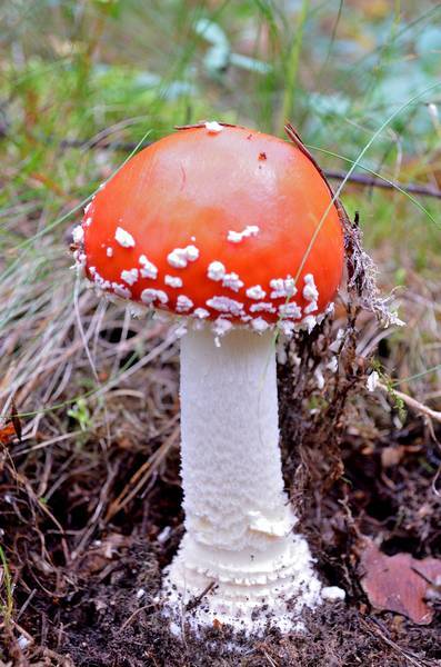 Punakärpässieni