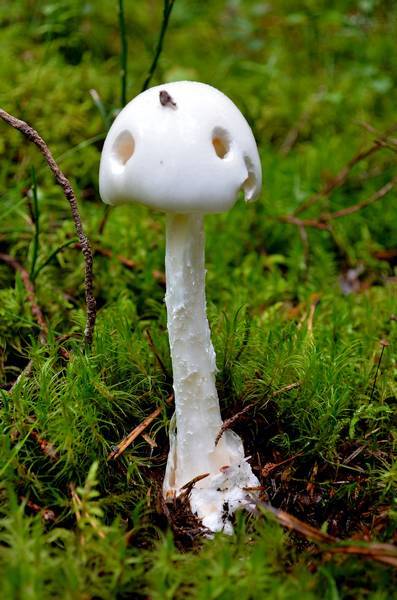 Valkokärpässieni.