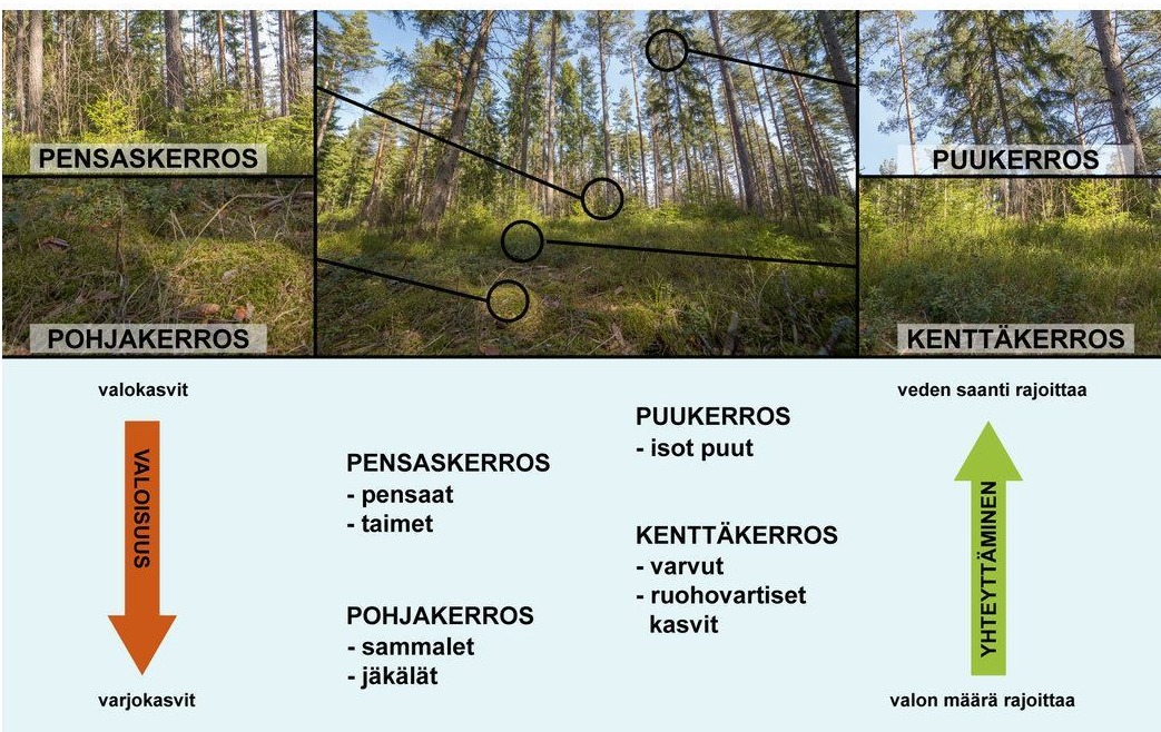 Metsän kerrokset.