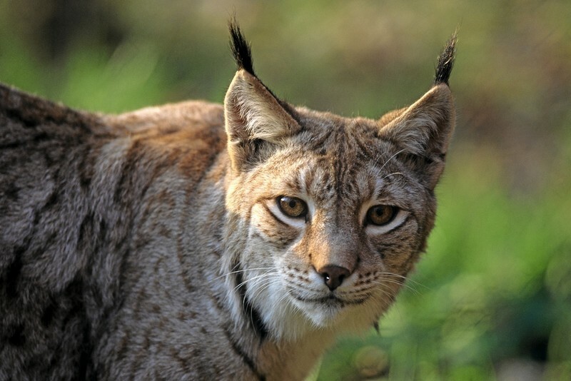 Ilves on metsien kissaeläin.