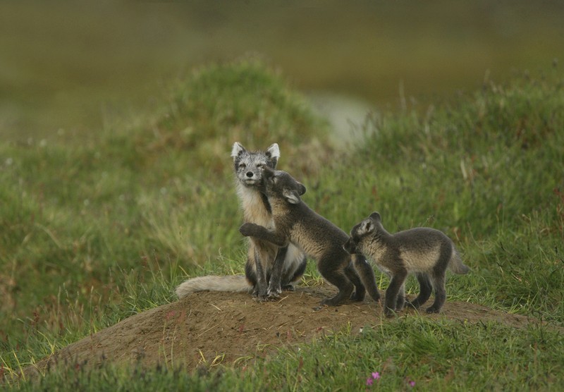 shutterstock_111808886_nis_naali_p.jpg