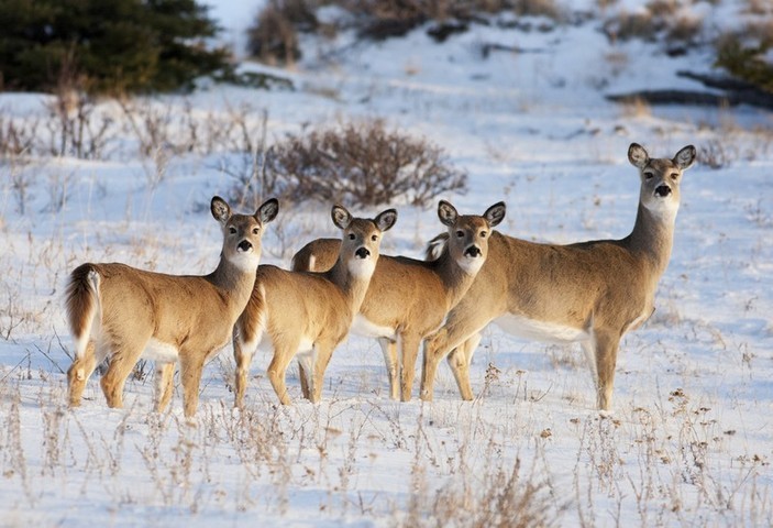 ge_7_valkohanta_kauris_kanada_alberta_shutterstock_126821306_peda.jpg