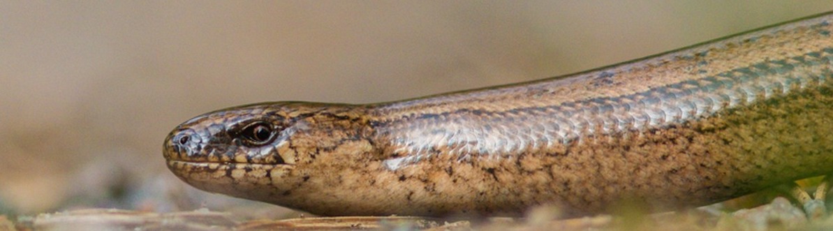 Vaskitsa.