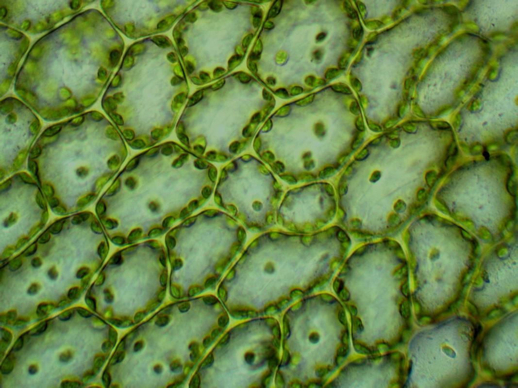 Läpivalaisumikroskoopilla voidaan tarkastella esimerkiksi soluja. Lehväsammalen lehden solukkoa.