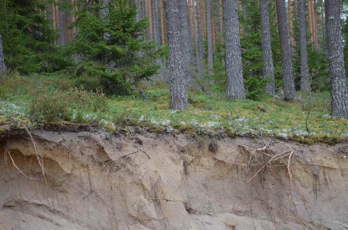 Kuivan kankaan maaperä on hiekkaa.