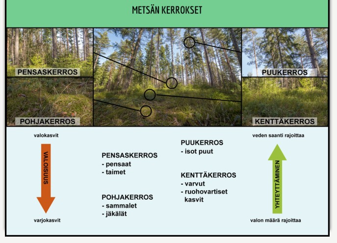 Metsän kerroksellisuus