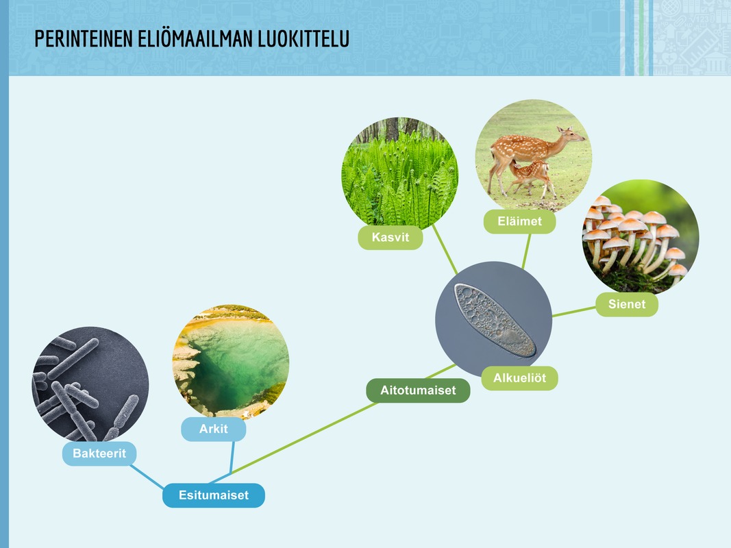 Eliökunnan luokittelu.