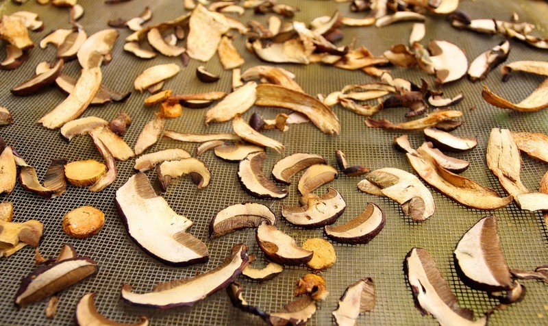 Sieniä voi säilöä mm. kuivaamalla ne sienikuivurilla.