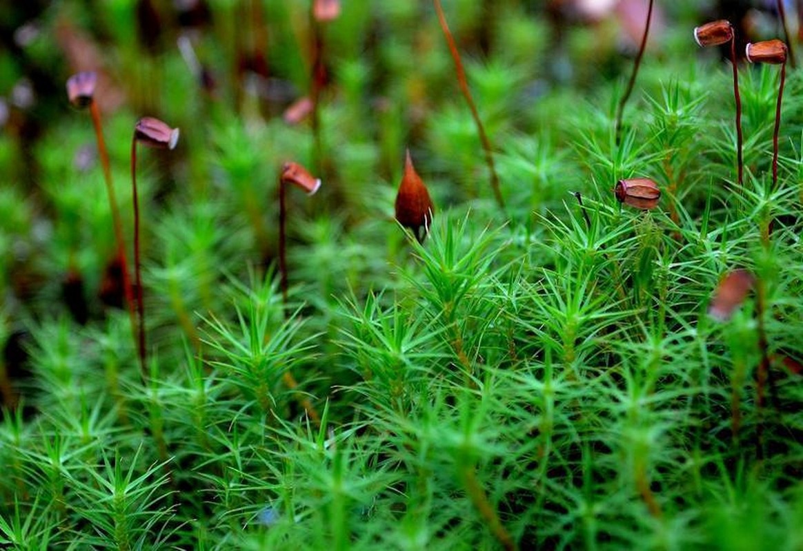 Karhunsammalia, joissa on itiöpesäkkeitä.