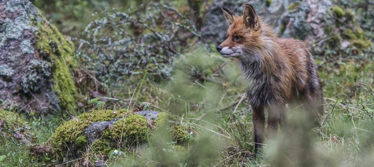 Kettu on kaikkiruokainen.