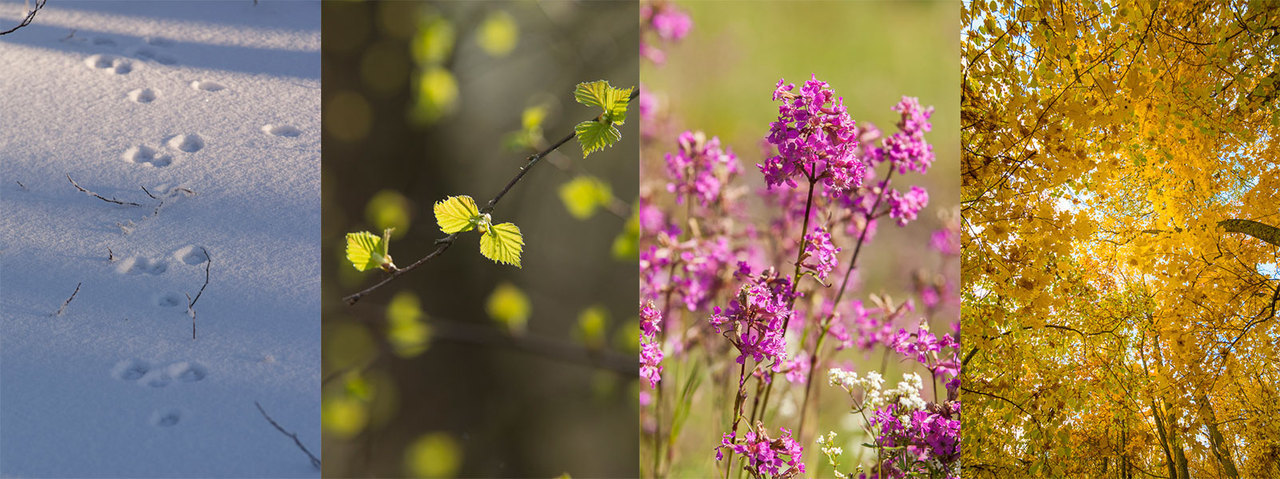 Vuodenajat: talvi, kevät, kesä ja syksy