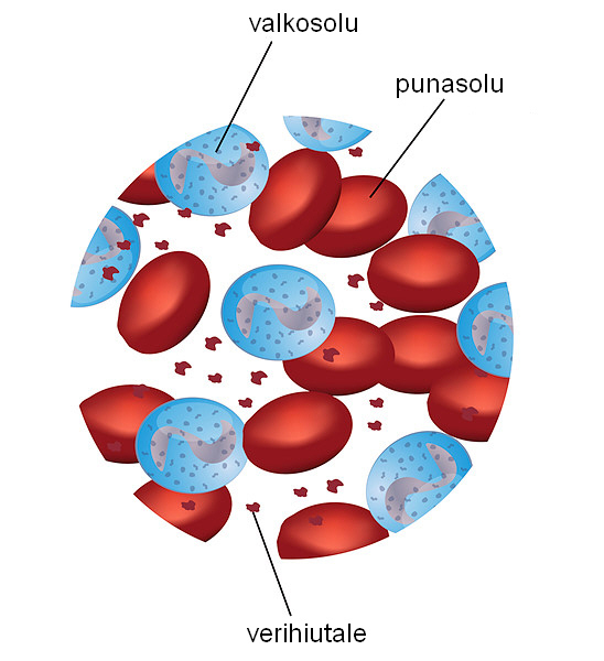 Verisolut. Punasolut kuljettavat happea, valkosolut tuhoavat bakteereja ja viruksia. Verihiutaleet osallistuvat veren hyytymiseen.