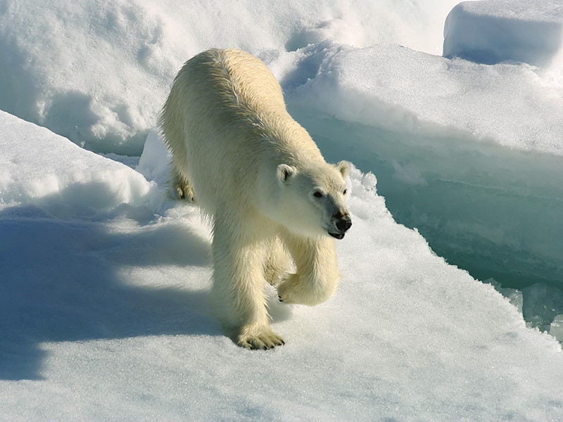 Jääkarhu (Ursus maritimus)