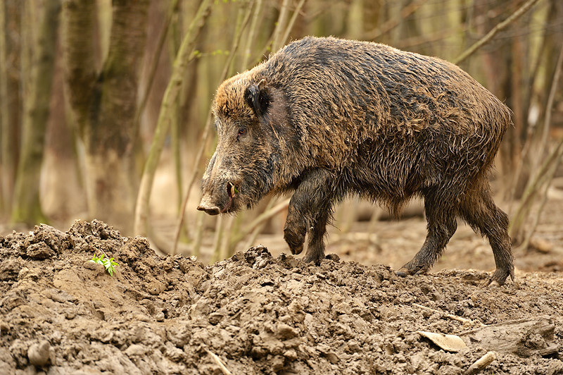 Villisika (Sus scrofa)