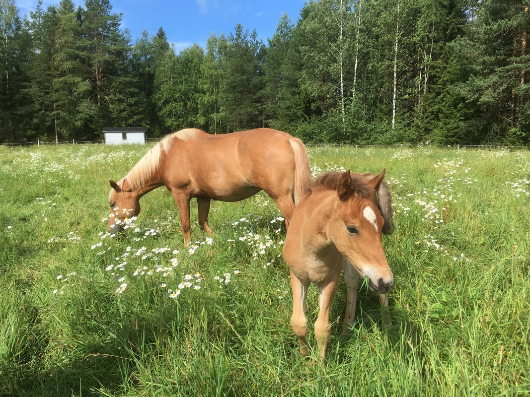 Hevoset, lampaat ja lehmät pitävät niityn kasvillisuuden matalana. Hevosen poikanen on nimeltään varsa, äiti-hevonen on emä.