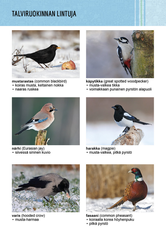 lajikortti-talviruokinnan-lintuja2.jpg