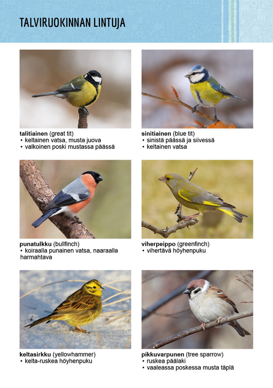 lajikortti-talviruokinnan-lintuja.jpg
