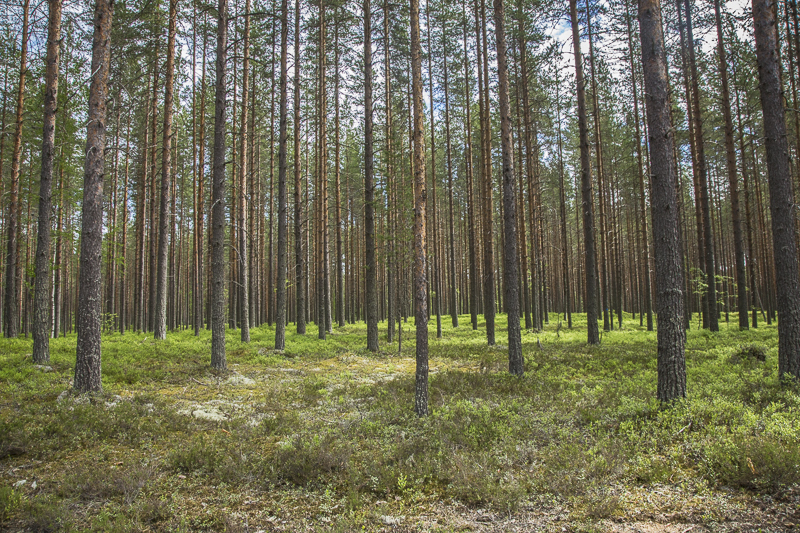 Mäntymetsää.