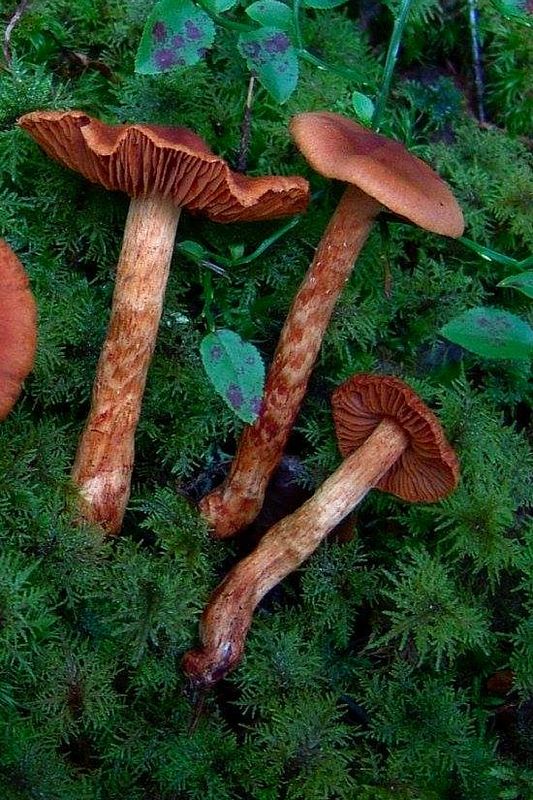 Suippumyrkkyseitikki (Cortinarius rubellus).