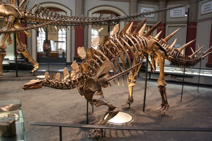 Hirmuliskot olivat elämän keskiajan valtiaita. Kentrosaurus.