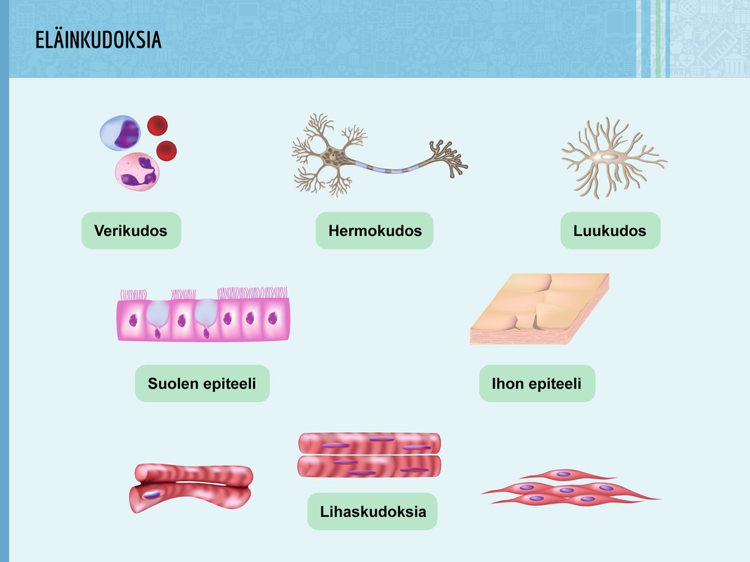 Eläinkudoksia.