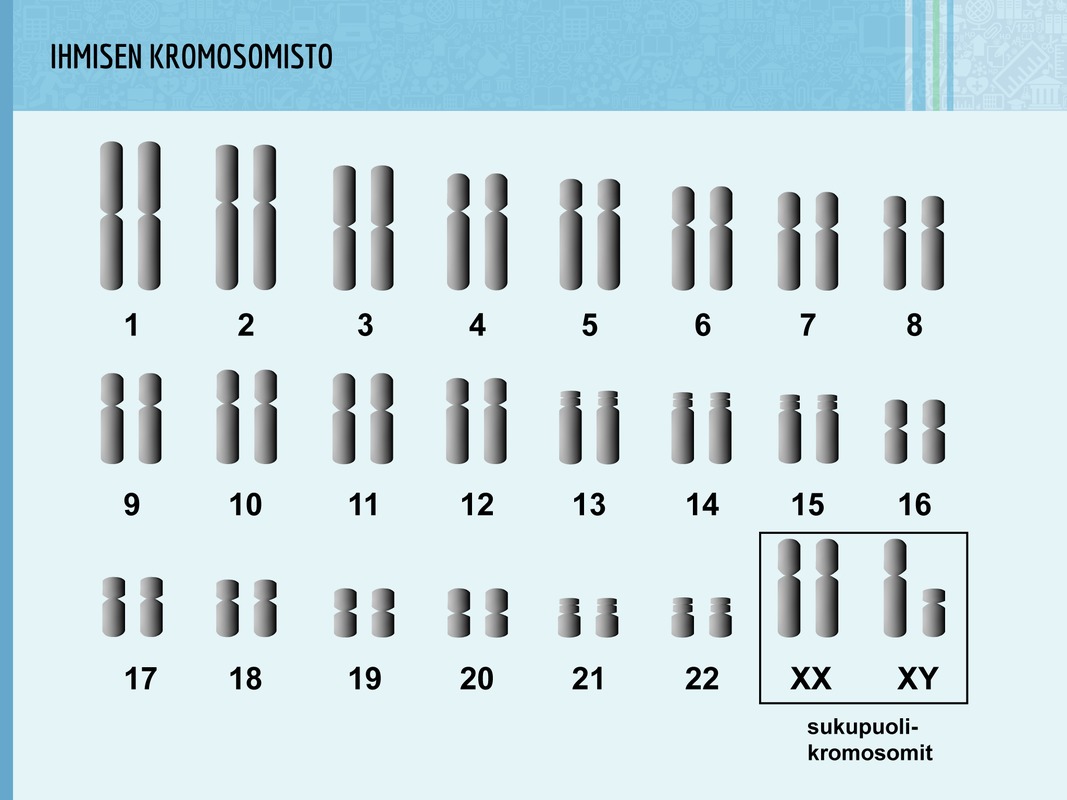 Ihmisen tavallisissa soluissa on 46 kromosomia, joista 2 on sukupuolikromosomia. Miehellä ne ovat XY ja naisella XX.
