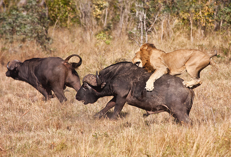 Leijona (Panthera leo)