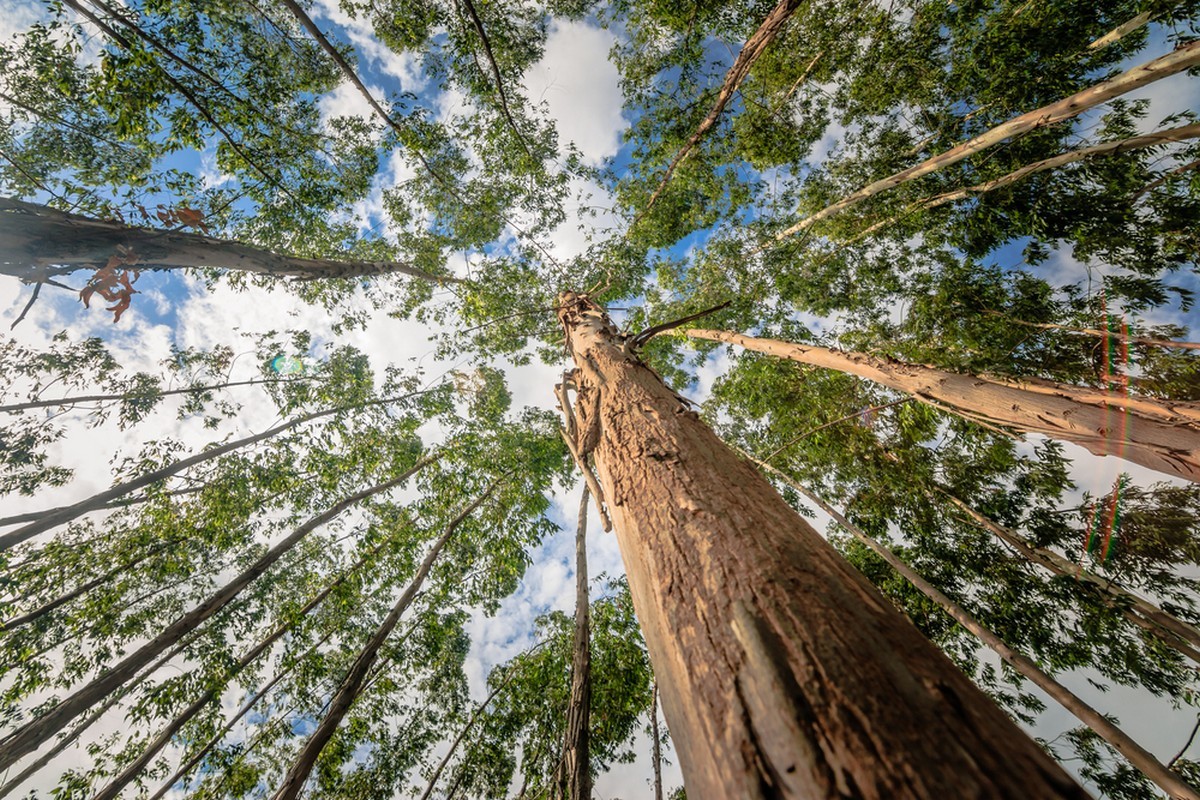 Eukalyptuksia. Puun lehdet ovat kovia ja niistä haihtuu tuoksuvia aineita.