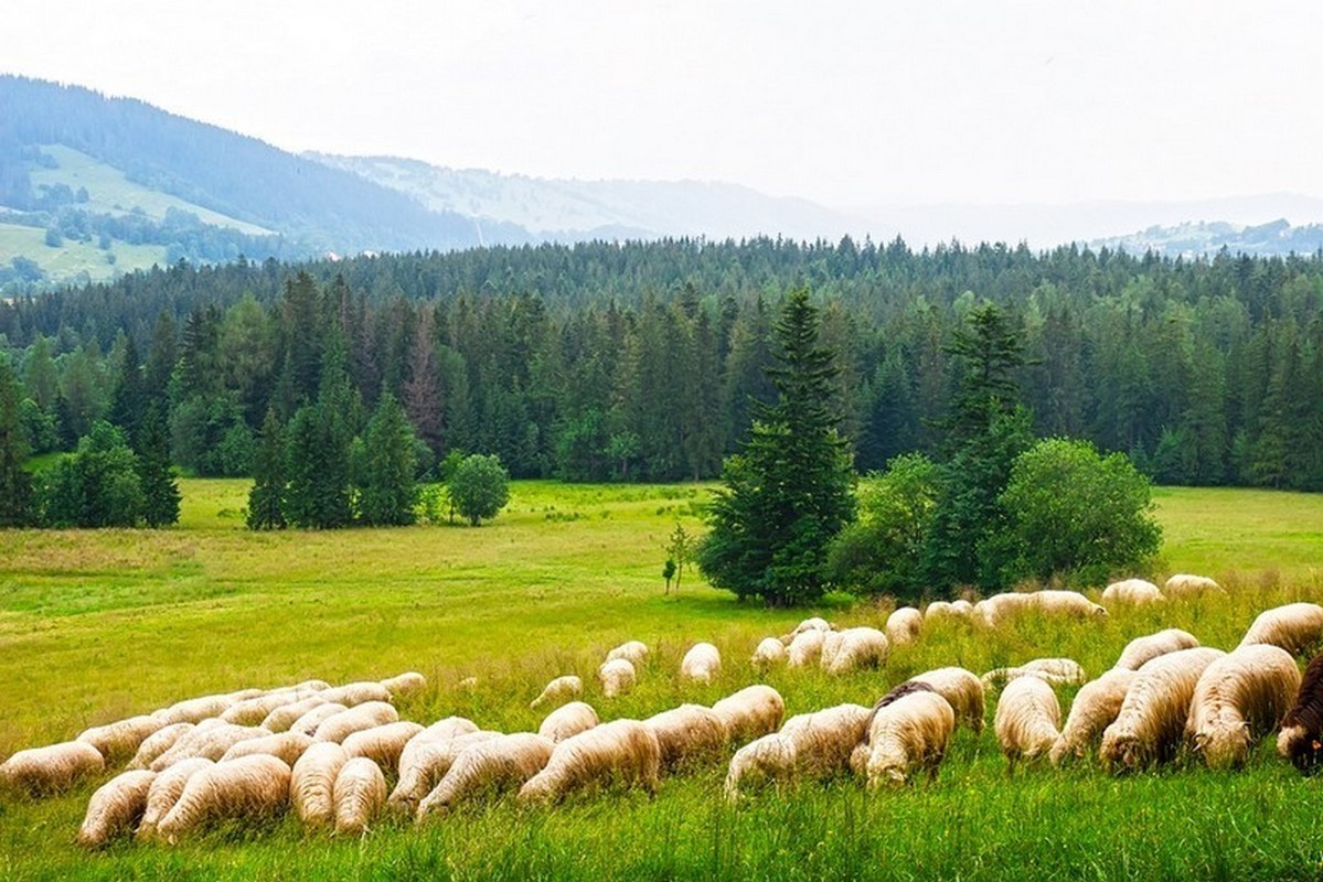Lampaita puolalaisessa maalaismaisemassa.