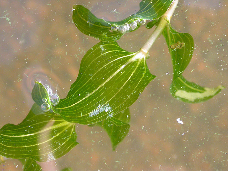 Ahvenvita (Potamogeton perfoliatus)