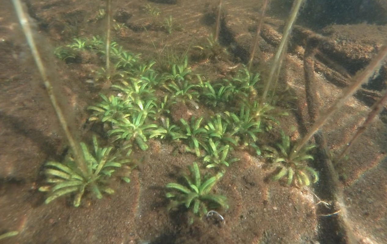 Nuottaruohon (Lobelia dortmanna) lehdet kasvavat ruusukkeena.