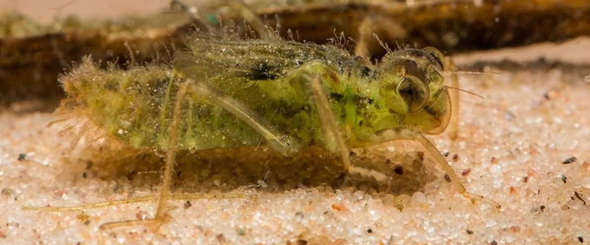 Sudenkorennot elävät toukkana vedessä.