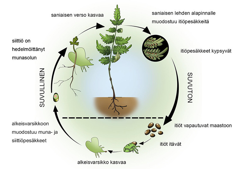 Saniaisen lisääntyminen. Saniaiset lisääntyvät itiöiden avulla