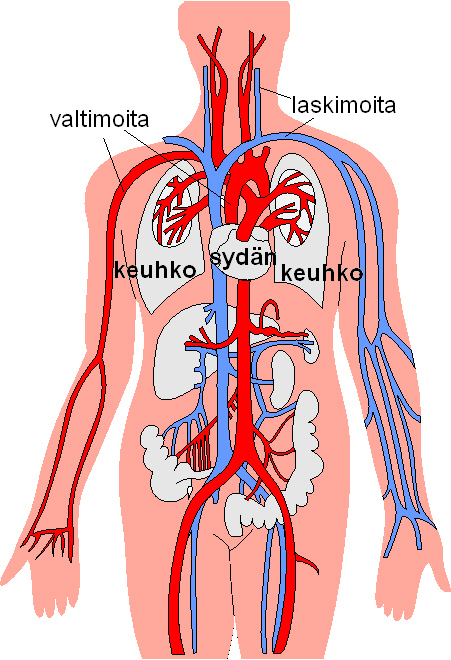 Verenkierto