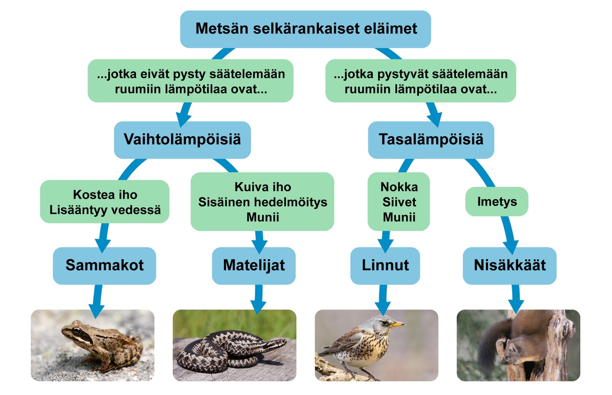 Käsitekartta metsän selkärankaisista eläimistä