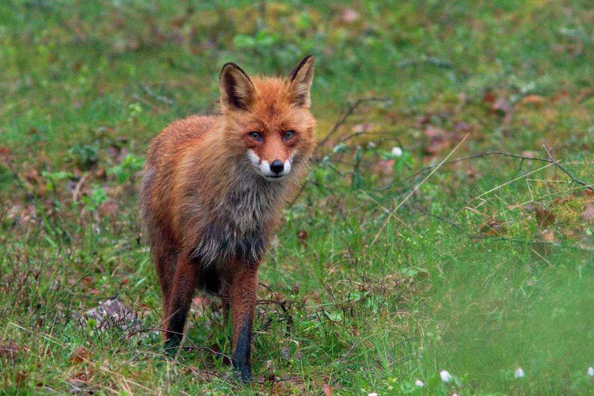 Kettu (Vulpes vulpes)