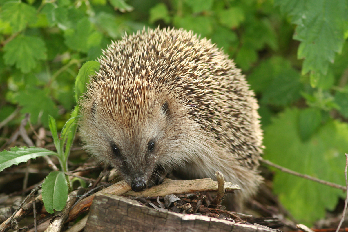 Siili (Erinaceus europaeus)